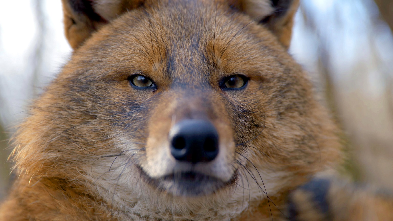 Divja Evropa na Viasat Nature